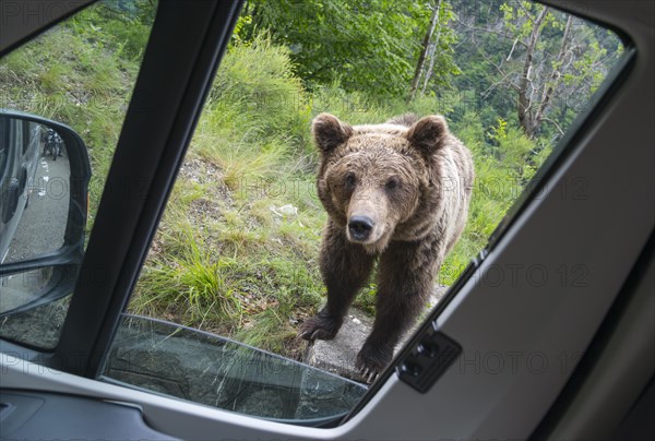 A brown bear looks curiously through the open window of a parked car, European brown bear (Ursus arctos arctos), Transylvania, Carpathians, Romania, Europe