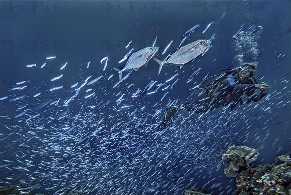 Diver and jackfish, (Scomberoides commersonnianus), in a school of fish, Wakatobi Dive Resort, Sulawesi, Indonesia, Asia