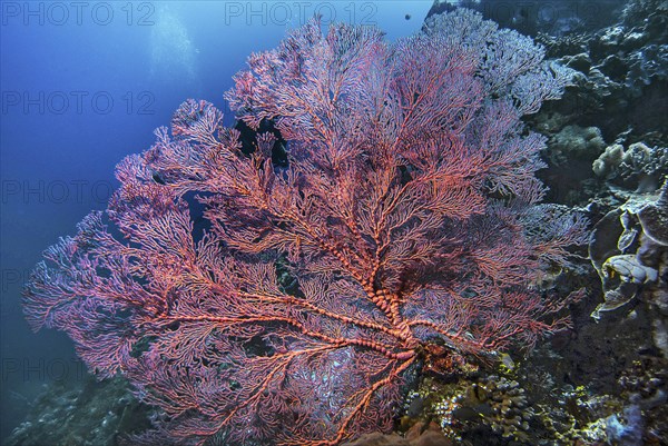 Knotted fan coral (Melithaea ochracea), Wakatobi Dive Resort, Sulawesi, Indonesia, Asia