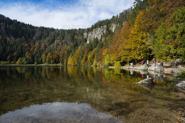 Lake and autumnal coloured forest, Feldsee, Feldberg, Black Forest, Baden-Wuerttemberg, Germany, Europe