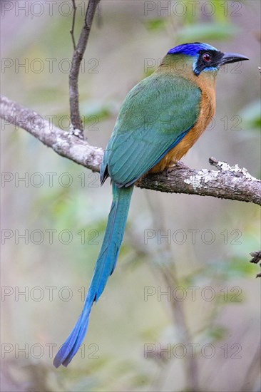 Blue-crowned motmot (Momotus momota) Pantanal Brazil