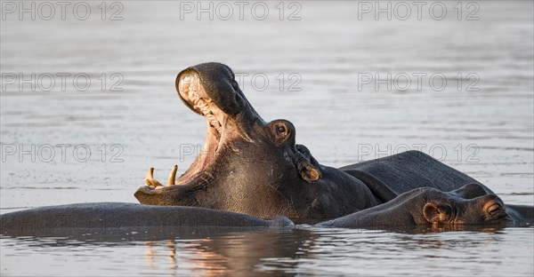Hippopotamus (Hippopatamus amphibius) yawning, in the water at sunset, adult, showing teeth with wide open mouth, Sabie River, Kruger National Park, South Africa, Africa