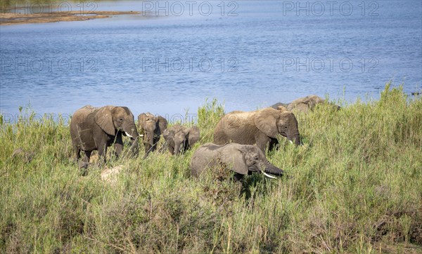 African elephants (Loxodonta africana), on the banks of the Sabie River, Kruger National Park, South Africa, Africa