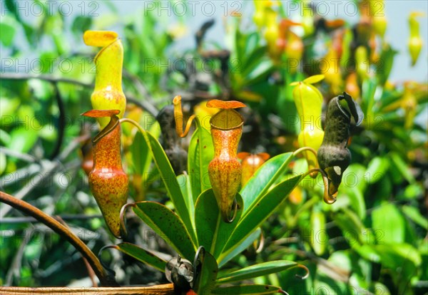 Seychelles, flora, pitcher plants, Africa