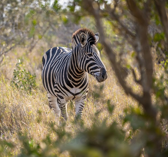 Plains zebra (Equus quagga) in dry grass, African savannah, Kruger National Park, South Africa, Africa