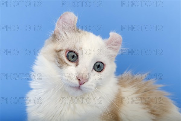 American-Curl kitten, age 17 weeks, colour seal torbie point with white, animal portrait, studio picture