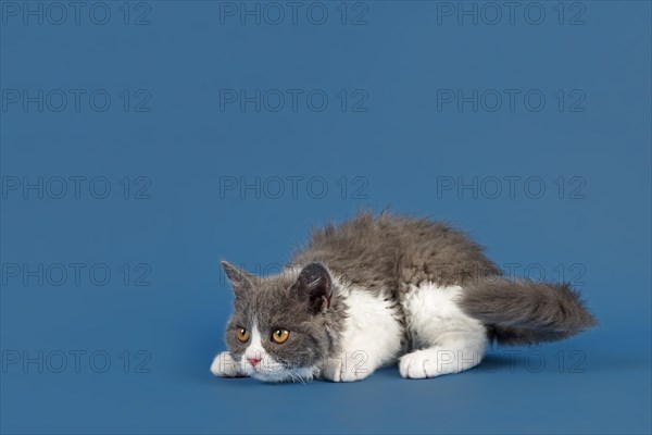 Pedigree cat Selkirk Rex. Kitten, age 10 weeks, colour blue white, studio picture