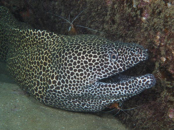 A net moray (Gymnothorax permistus) with open mouth gets cleaned at a cleaning station by pacific cleaner shrimp (Lysmata amboinensis) .Dive site Sodwana Bay National Park, Maputaland Marine Reserve, KwaZulu Natal, South Africa, Africa