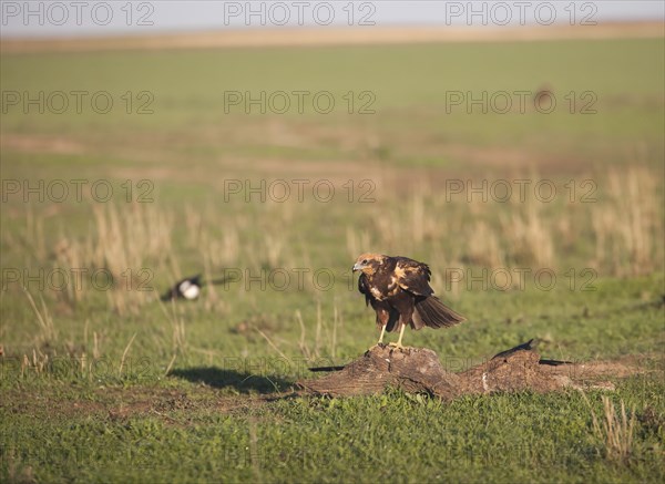 Western marsh-harrier (Circus aeruginosus), Extremadura, Castilla La Mancha, Spain, Europe