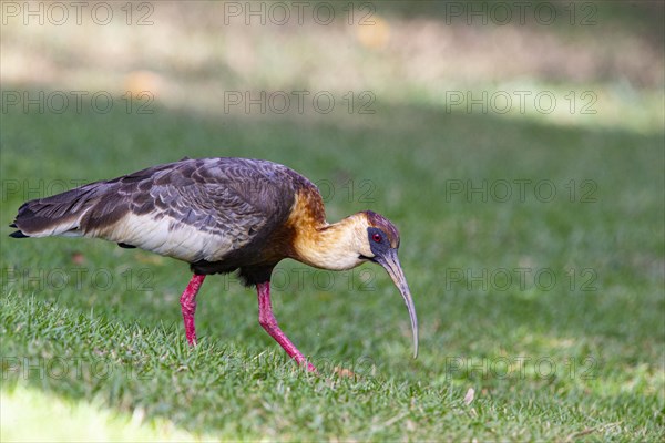 White-necked Ibis (Theristicus caudatus hyperorius) Pantanal Brazil