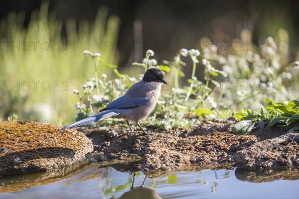 Blue magpie (Cyanopica cooki), Extremadura, Castilla La Mancha, Spain, Europe