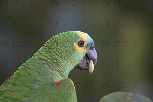 Blue-fronted Amazon (Amazona aestiva (Pantanal Brazil