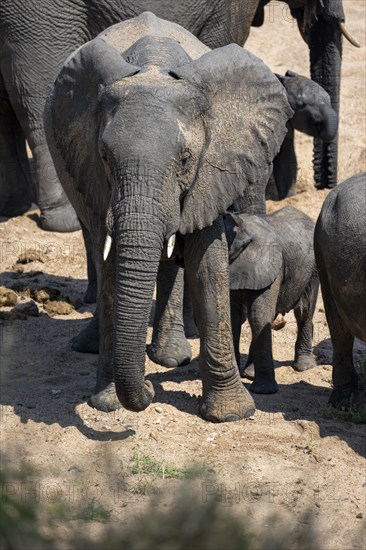 African elephant (Loxodonta africana), mother with young, Kruger National Park, South Africa, Africa