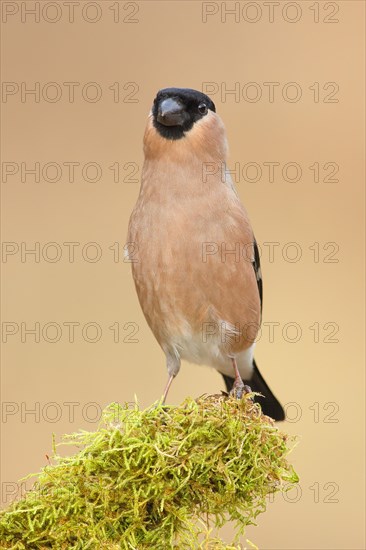 Eurasian bullfinch (Pyrrhula pyrrhula), female, sitting on a branch overgrown with moss, Wildlife, Animals, Birds, Siegerland, North Rhine-Westphalia, Germany, Europe