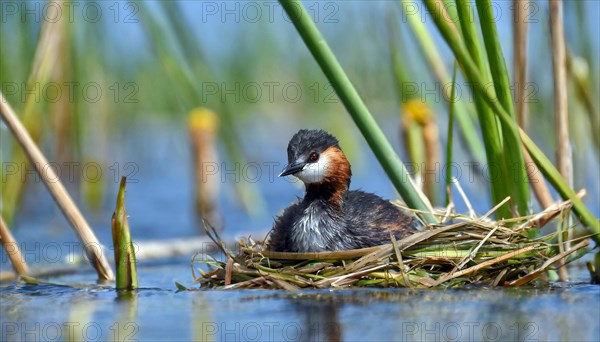 Ai generated, animal, animals, bird, birds, biotope, habitat, a, individual, swims, waters, reeds, blue sky, foraging, wildlife, water lilies, summer, seasons, red-necked grebe (Podiceps grisegena), sits, nest, Europe, juvenile