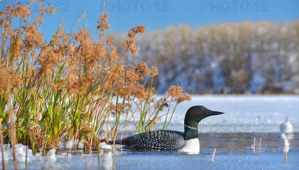 Ai generated, animal, animals, bird, birds, biotope, habitat, a, individual, swims, waters, reeds, water lilies, blue sky, foraging, wildlife, winter, seasons, loon, (Gavia immer), tundra, Greenland, Iceland, Canada, loon, winters on the coasts of Europe, North America