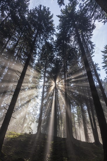 Sunbeams between trees in the forest, haze, fog, backlight, mountain forest, Upper Bavaria, Bavaria, Germany, Europe