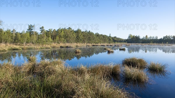 Moorland landscape, renaturalised, peat-covered moorland, Grosses Moor nature reserve, Lower Saxony, Germany, Europe