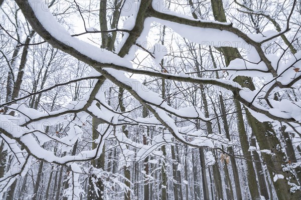 Snow-covered deciduous forest in winter, branches of copper beech (Fagus sylvatica) covered with snow, Hainich National Park, Thuringia, Germany, Europe