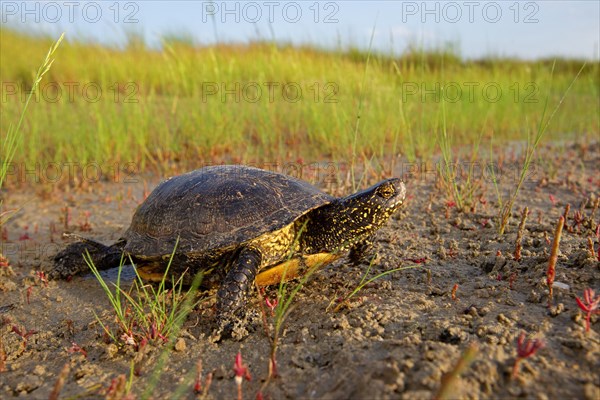 European pond turtle (Emys orbicularis), Danube Delta Biosphere Reserve, Romania, Europe