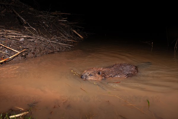 European beaver (Castor fiber) at the beaver lodge, Thuringia, Germany, Europe