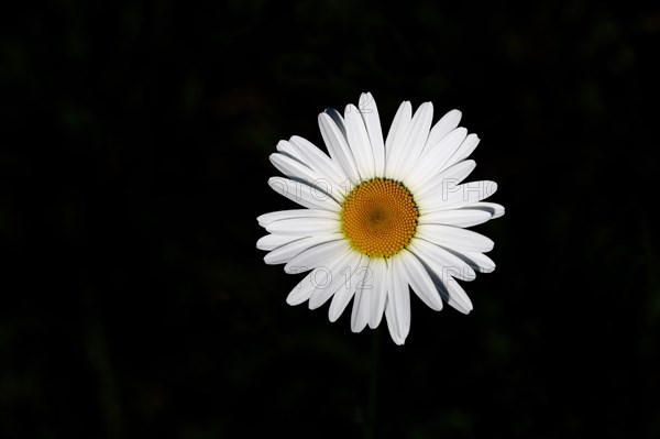 Low-nutrient meadow daisy Low-nutrient meadow daisy (Chrysanthemum leucanthemum), flower against a black background, Wilnsdorf, North Rhine-Westphalia, Germany, Europe