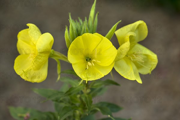 Flowering evening primrose (Oenothera biennis), Bavaria, Germany, Europe