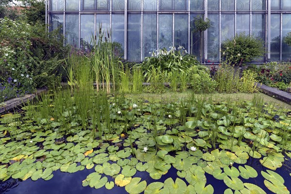 Water lily pond in front of a greenhouse, Botanical Garden, Erlangen, Middle Franconia, Bavaria, Germany, Europe