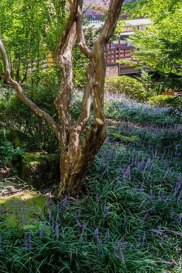 Lilac bushes surround tree in small garden at mountainside public park in South Korea