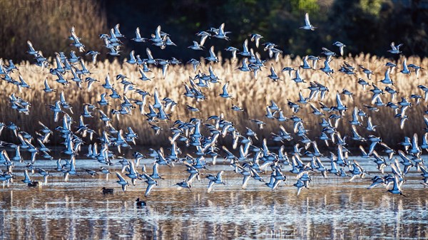 Black-tailed Godwit, Limosa limosa, birds in flight over marshes at winter