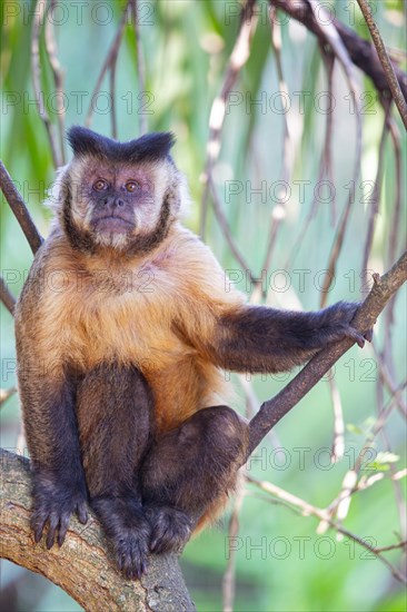 Crested capuchin (Cebus apella) Pantanal Brazil