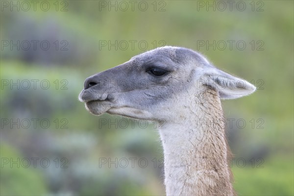 Guanaco (Llama guanicoe), Huanaco, adult, animal portrait, Torres del Paine National Park, Patagonia, end of the world, Chile, South America