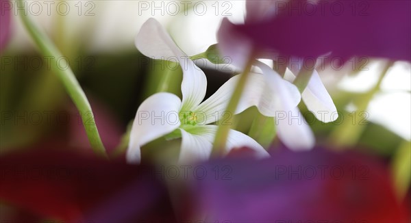 White flower of purple wood sorrel (Rhizome Oxalis) between purple leaves and green leaf stalks, close-up