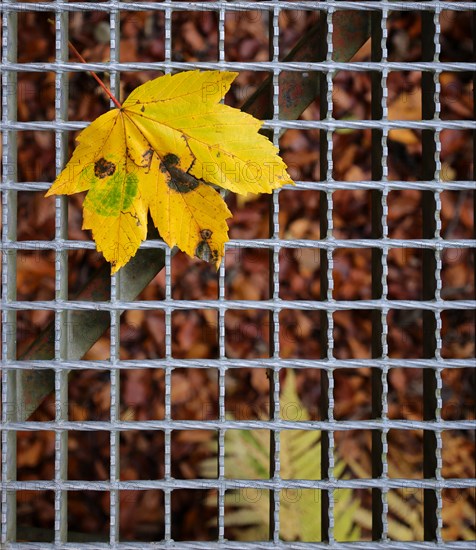 A yellow coloured maple leaf lies on a grey metal grid, Germany, Europe