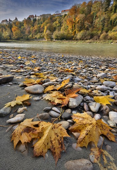 Yellow maple leaves lie on grey stones on the banks of a river in autumn, in the background a castle towers on a hill, Salzach, Burghausen, Upper Bavaria, Bavaria, Germany, Europe