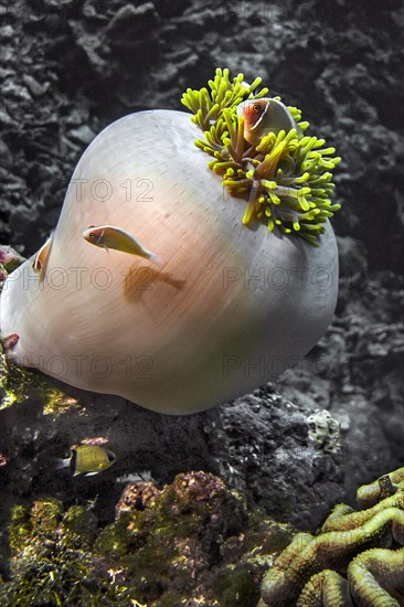 Pink anemonefish (Amphiprion perideraion), in magnificent sea anemone (Heteractis magnifica), Wakatobi Dive Resort, Sulawesi, Indonesia, Asia