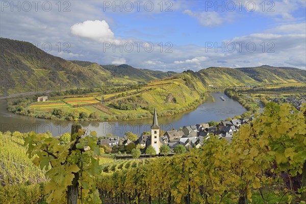View over the wine village of Bremm am Calmont with St Laurentius Church and the Stuben monastery ruins, Moselle, Rhineland-Palatinate, Germany, Europe