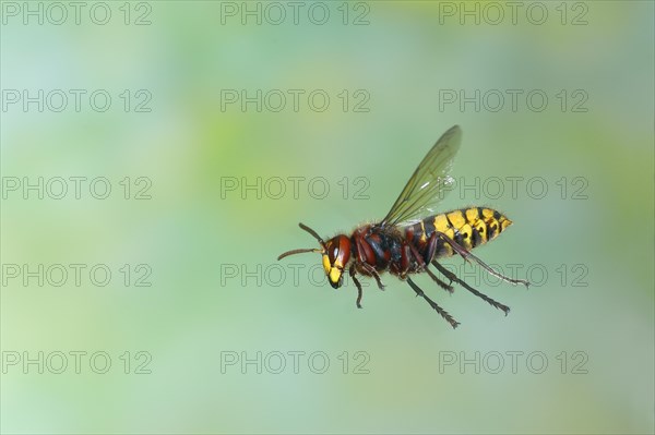European hornet (Vespa crabro), worker in flight, flight photo, high-speed photo, North Rhine-Westphalia, Germany, Europe