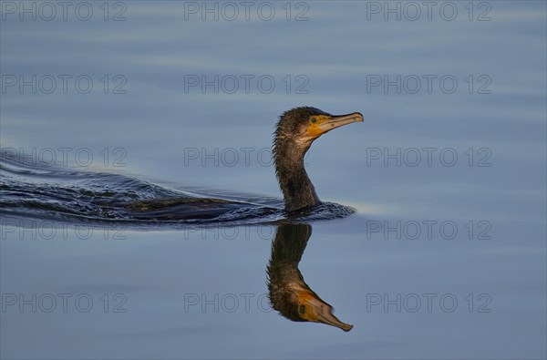 A great cormorant (Phalacrocorax carbo) gliding through water, its image reflected on the smooth surface, Wismar, Mecklenburg-Vorpommern, Germany, Europe