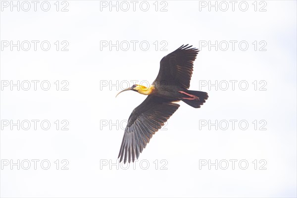 White-necked Ibis (Theristicus caudatus hyperorius) Pantanal Brazil