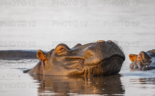 Sleeping hippo (Hippopatamus amphibius) in the water at sunset with reflection, adult, animal portrait, funny, Sabie River, Kruger National Park, South Africa, Africa