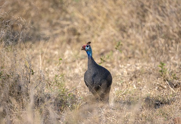 Helmeted guineafowl (Numida meleagris) in a dry meadow, Kruger National Park, South Africa, Africa