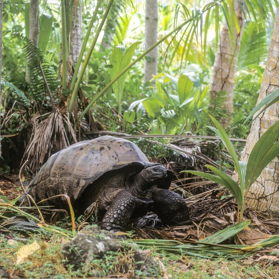 Seychelles, Fauna, Giant tortoise, Tortoises (Testudinidae), Africa