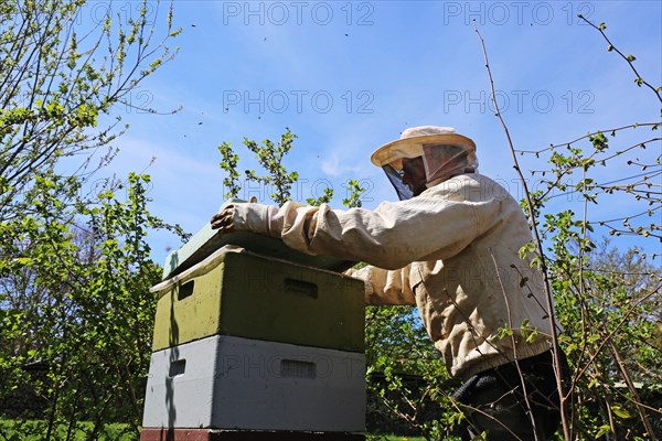 Beekeeper works on his hive