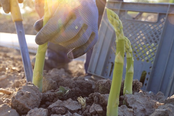 Agriculture asparagus harvest: Workers harvesting green asparagus in an asparagus field in Mutterstadt, Rhineland-Palatinate