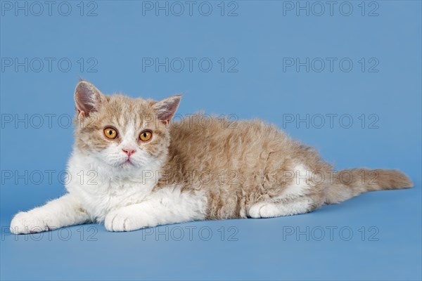 Pedigree cat Selkirk Rex, kitten, age 10 weeks, colour fawn tortie white, lying, studio photo