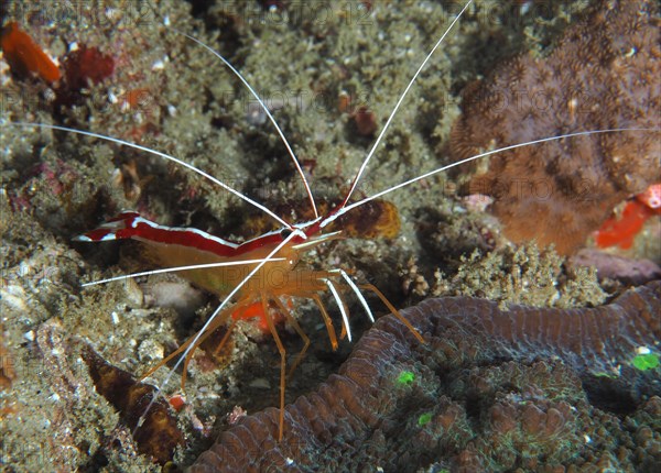 Pacific cleaner shrimp (Lysmata amboinensis), Sodwana Bay National Park dive site, Maputaland Marine Reserve, KwaZulu Natal, South Africa, Africa