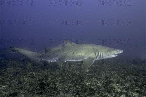 Sand tiger shark (Carcharias taurus) over the reef. Aliwal Shoal Dive Site, Umkomaas, KwaZulu Natal, South Africa, Africa
