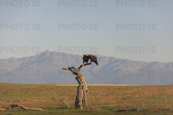 Pair of Iberian Eagles, Spanish Imperial Eagle (Aquila adalberti), Extremadura, Castilla La Mancha, Spain, Europe