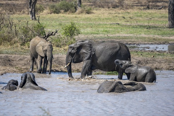 African elephants (Loxodonta africana), herd bathing and drinking in the water at a lake, Kruger National Park, South Africa, Africa